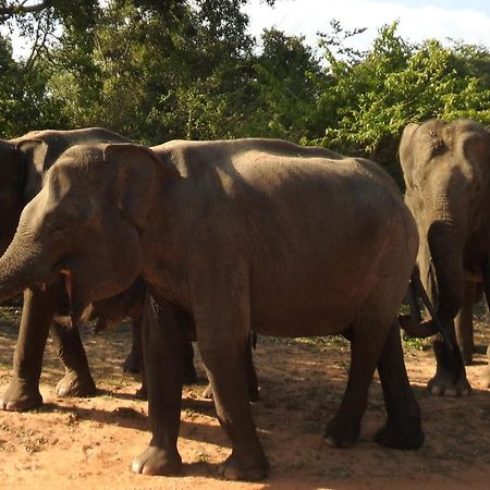 Yala Rich Lodge Tissamaharama Esterno foto