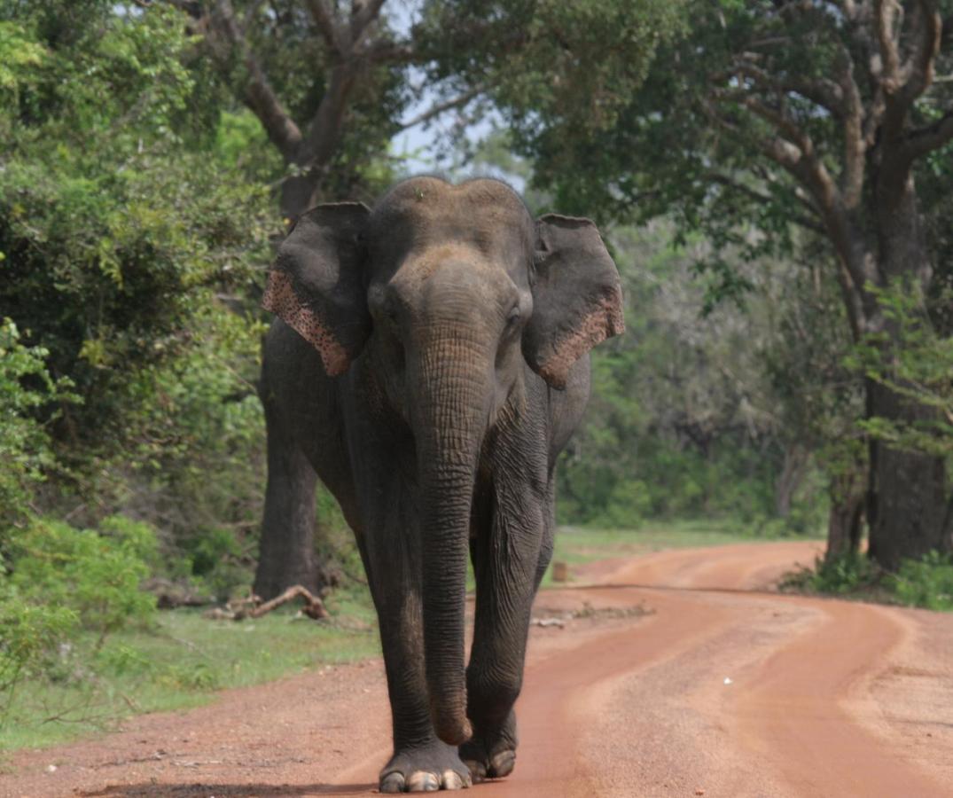 Yala Rich Lodge Tissamaharama Esterno foto